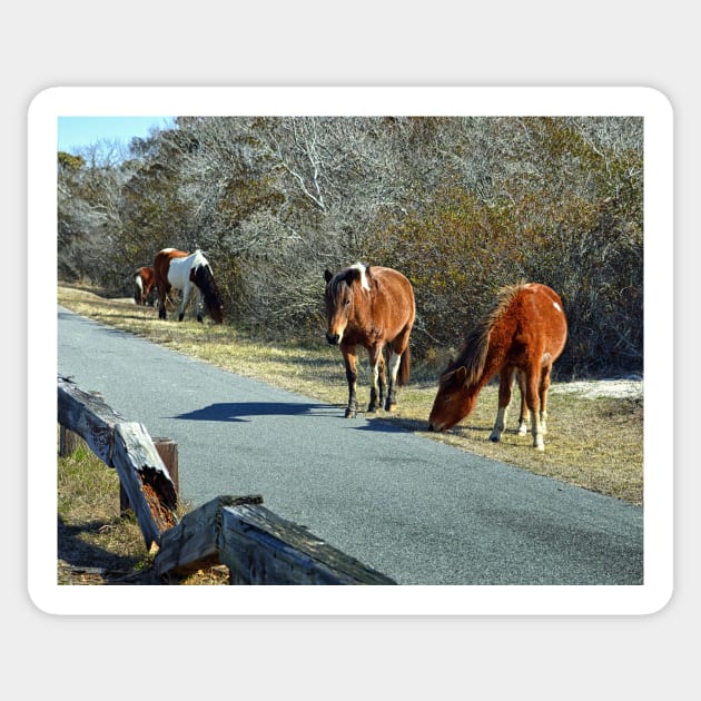 Assateague Ponies Say the Grass is Greener Sticker by Swartwout